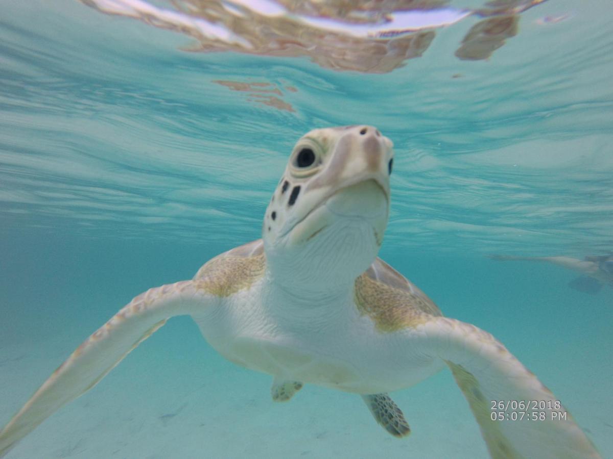 Appartamento Turtles Nest Bahamas George Town Esterno foto